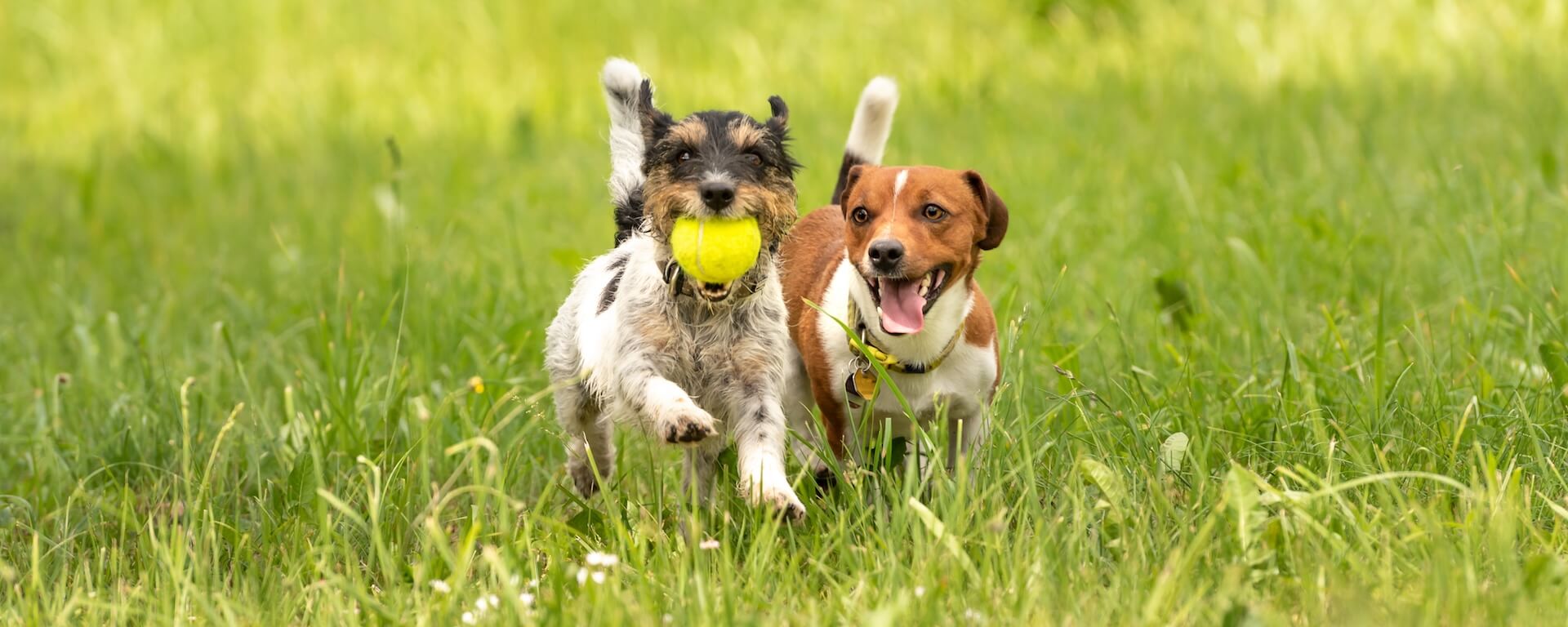 dogs playing outside