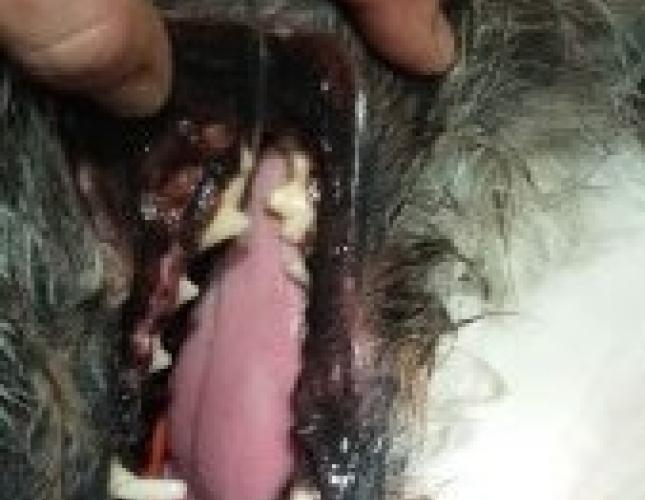 tess-teeth-2 tess-teeth-2
