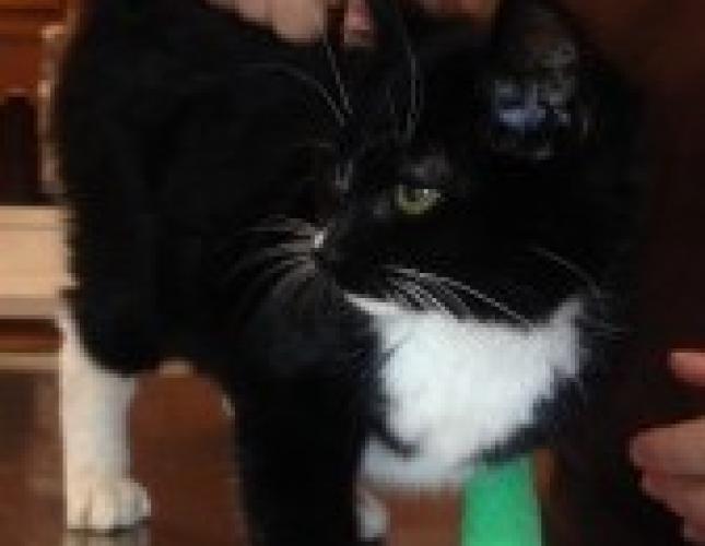 tux after tux after