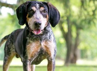 A Closer Look At Pet Parasites: Roundworms, Hookworms, and Whipworms