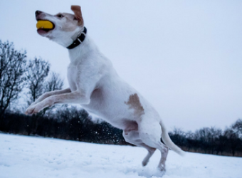 Benefit of Laser Therapy for Dogs