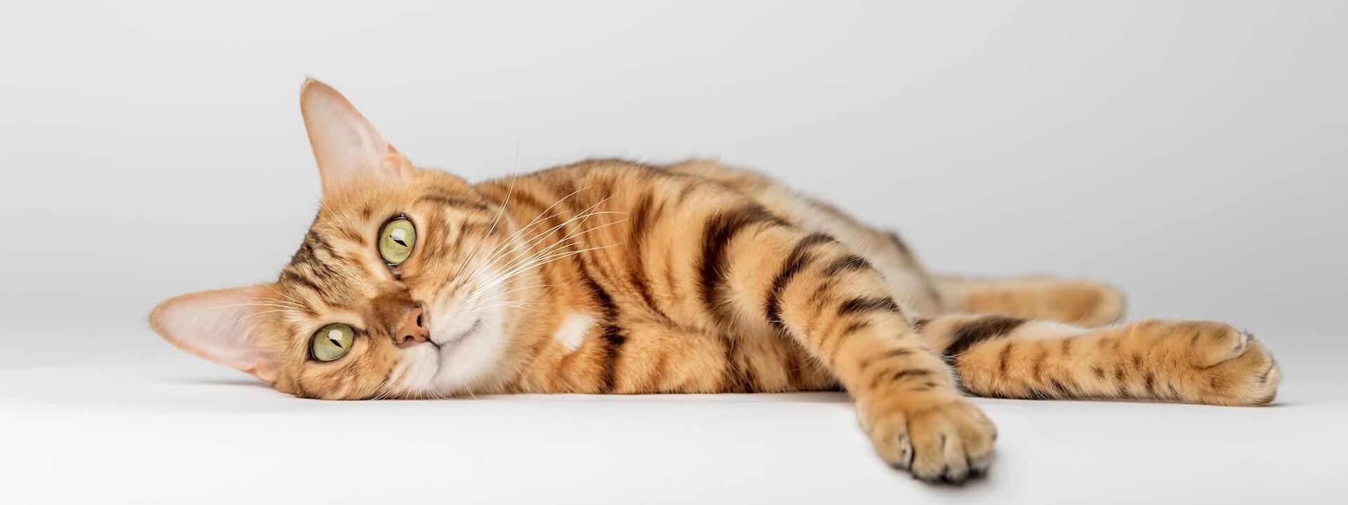 Cat Hero