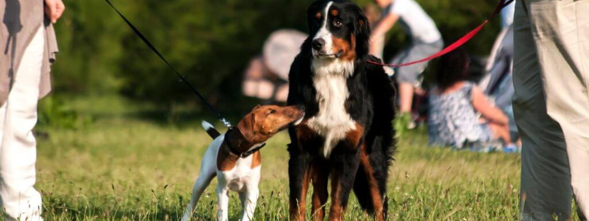 Two dogs on leashes meeting each other